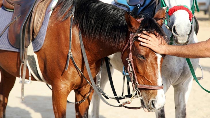 Close-up of a person gently petting a saddled brown horse during a desert horse ride in Jeddah.
